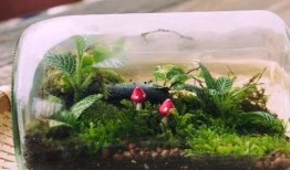 最新 植物爆料视频,神秘植物视频曝光，带你探索未知生命奥秘